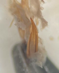 Agabus anthracinus by (c) Matthew Pintar, some rights reserved (CC BY), uploaded by Matthew Pintar. Used under a CC-BY license.