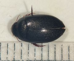 Agabus anthracinus by (c) Matthew Pintar, some rights reserved (CC BY), uploaded by Matthew Pintar. Used under a CC-BY license.