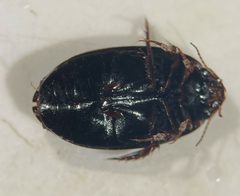 Agabus anthracinus by (c) Matthew Pintar, some rights reserved (CC BY), uploaded by Matthew Pintar. Used under a CC-BY license.