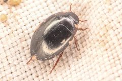 Hydrotrupes palpalis by (c) Trevor Van Loon, some rights reserved (CC BY), uploaded by Trevor Van Loon. Used under a CC-BY license.