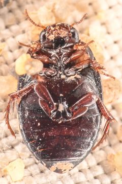 Hydrotrupes palpalis by (c) Trevor Van Loon, some rights reserved (CC BY), uploaded by Trevor Van Loon. Used under a CC-BY license.