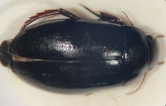 Neoscutopterus hornii by (c) Matthew Pintar, some rights reserved (CC BY), uploaded by Matthew Pintar. Used under a CC-BY license.