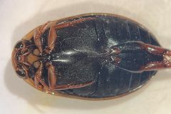 Acilius confusus by (c) Matthew Pintar, some rights reserved (CC BY), uploaded by Matthew Pintar. Used under a CC-BY license.