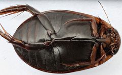 Acilius confusus by (c) Matthew Pintar, some rights reserved (CC BY), uploaded by Matthew Pintar. Used under a CC-BY license.