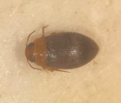 Bidessonotus inconspicuus by (c) Matthew Pintar, some rights reserved (CC BY), uploaded by Matthew Pintar. Used under a CC-BY license.