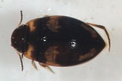 Neoclypeodytes fryii by (c) Matthew Pintar, some rights reserved (CC BY), uploaded by Matthew Pintar. Used under a CC-BY license.