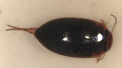 Hydroporus rufilabris by (c) Matthew Pintar, some rights reserved (CC BY), uploaded by Matthew Pintar. Used under a CC-BY license.