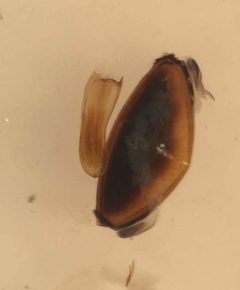 Hydroporus rufilabris by (c) Matthew Pintar, some rights reserved (CC BY), uploaded by Matthew Pintar. Used under a CC-BY license.
