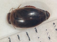 Laccophilus biguttatus by (c) Matthew Pintar, some rights reserved (CC BY), uploaded by Matthew Pintar. Used under a CC-BY license.