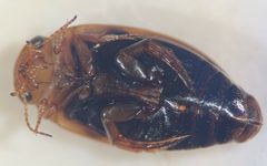 Laccophilus biguttatus by (c) Matthew Pintar, some rights reserved (CC BY), uploaded by Matthew Pintar. Used under a CC-BY license.
