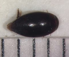 Laccophilus gentilis by (c) Matthew Pintar, some rights reserved (CC BY), uploaded by Matthew Pintar. Used under a CC-BY license.