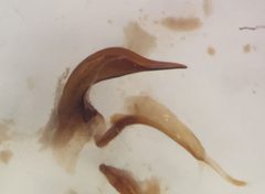 Matus bicarinatus by (c) Matthew Pintar, some rights reserved (CC BY), uploaded by Matthew Pintar. Used under a CC-BY license.