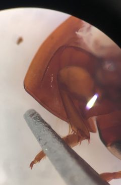 Matus bicarinatus by (c) Matthew Pintar, some rights reserved (CC BY), uploaded by Matthew Pintar. Used under a CC-BY license.