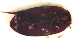 Matus ovatus by (c) Matthew Pintar, some rights reserved (CC BY), uploaded by Matthew Pintar. Used under a CC-BY license.