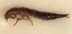 Matus ovatus by (c) Matthew Pintar, some rights reserved (CC BY), uploaded by Matthew Pintar. Used under a CC-BY license.