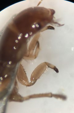 Matus ovatus by (c) Matthew Pintar, some rights reserved (CC BY), uploaded by Matthew Pintar. Used under a CC-BY license.