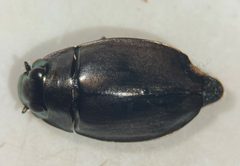 Dineutus assimilis by (c) Matthew Pintar, some rights reserved (CC BY), uploaded by Matthew Pintar. Used under a CC-BY license.