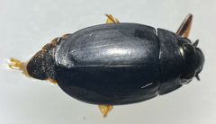 Dineutus assimilis by (c) Matthew Pintar, some rights reserved (CC BY), uploaded by Matthew Pintar. Used under a CC-BY license.