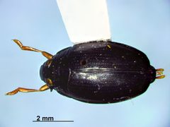 Gyrinus gibber by (c) Jean-François Roch, some rights reserved (CC BY), uploaded by Jean-François Roch. Used under a CC-BY license.