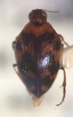 Haliplus punctatus by (c) Matthew Pintar, some rights reserved (CC BY), uploaded by Matthew Pintar. Used under a CC-BY license.