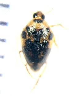 Haliplus punctatus by no rights reserved, uploaded by Ingolf Askevold. Used under a CC0 license.