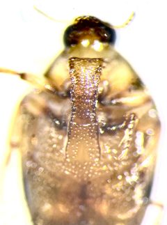 Haliplus punctatus by no rights reserved, uploaded by Ingolf Askevold. Used under a CC0 license.