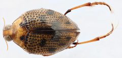 Peltodytes dunavani by (c) Matthew Pintar, some rights reserved (CC BY), uploaded by Matthew Pintar. Used under a CC-BY license.