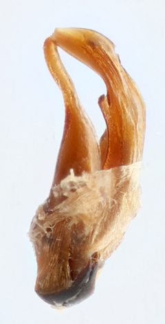 Peltodytes dunavani by (c) Matthew Pintar, some rights reserved (CC BY), uploaded by Matthew Pintar. Used under a CC-BY license.