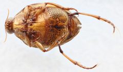 Peltodytes dunavani by (c) Matthew Pintar, some rights reserved (CC BY), uploaded by Matthew Pintar. Used under a CC-BY license.