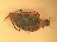 Peltodytes shermani by (c) Matthew Pintar, some rights reserved (CC BY), uploaded by Matthew Pintar. Used under a CC-BY license.