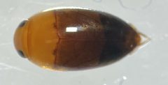 Hydrocanthus oblongus by (c) Matthew Pintar, some rights reserved (CC BY), uploaded by Matthew Pintar. Used under a CC-BY license.