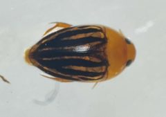 Suphisellus lineatus by (c) Matthew Pintar, some rights reserved (CC BY), uploaded by Matthew Pintar. Used under a CC-BY license.