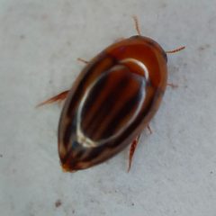 Suphisellus lineatus by no rights reserved, uploaded by Sinaloa Silvestre. Used under a CC0 license.
