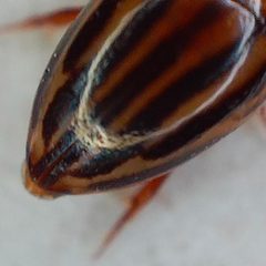 Suphisellus lineatus by no rights reserved, uploaded by Sinaloa Silvestre. Used under a CC0 license.