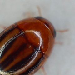 Suphisellus lineatus by no rights reserved, uploaded by Sinaloa Silvestre. Used under a CC0 license.