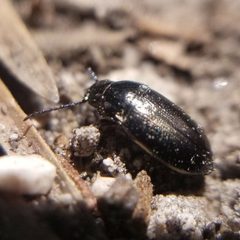 Trachypachidae by (c) Jack Byrley, some rights reserved (CC BY), uploaded by Jack Byrley. Used under a CC-BY license.