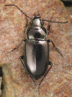 Trachypachidae by (c) David R. Madison, some rights reserved (CC BY). Used under a CC-BY license.