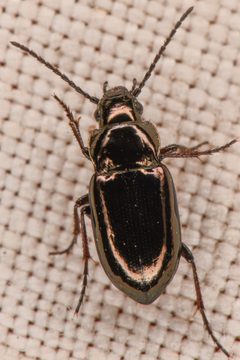 Trachypachus inermis by (c) Trevor Van Loon, some rights reserved (CC BY), uploaded by Trevor Van Loon. Used under a CC-BY license.