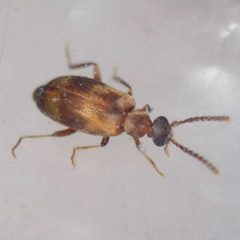 Aderus populneus by (c) Barry Walter, some rights reserved (CC BY), uploaded by Barry Walter. Used under a CC-BY license.