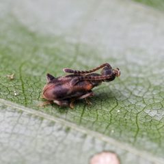 Elonus nebulosus by (c) Adrienne van den Beemt, some rights reserved (CC BY), uploaded by Adrienne van den Beemt. Used under a CC-BY license.