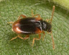 Syzeton fasciatus by (c) skitterbug, some rights reserved (CC BY), uploaded by skitterbug. Used under a CC-BY license.