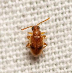Syzeton pallidus by (c) Justin Williams, some rights reserved (CC BY), uploaded by Justin Williams. Used under a CC-BY license.