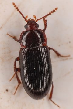 Agyrtes longulus by (c) Trevor Van Loon, some rights reserved (CC BY), uploaded by Trevor Van Loon. Used under a CC-BY license.