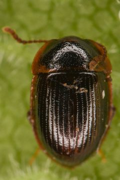 Agyrtidae by (c) Trevor Van Loon, some rights reserved (CC BY), uploaded by Trevor Van Loon. Used under a CC-BY license.