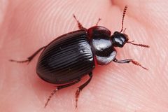 Agyrtidae by (c) Ken-ichi Ueda, some rights reserved (CC BY), uploaded by Ken-ichi Ueda. Used under a CC-BY license.