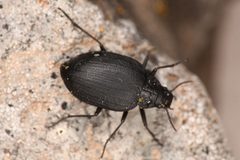 Amphizoa insolens by (c) Trevor Van Loon, some rights reserved (CC BY), uploaded by Trevor Van Loon. Used under a CC-BY license.