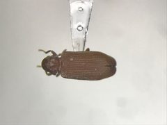 Hemicoelus pusillus by no rights reserved, uploaded by Nick Bédard. Used under a CC0 license.