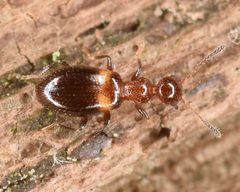 Acanthinus exilis by (c) skitterbug, some rights reserved (CC BY), uploaded by skitterbug. Used under a CC-BY license.