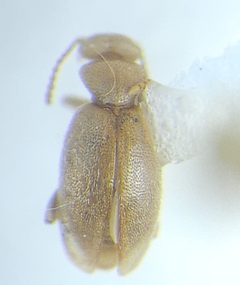 Amblyderus pallens by (c) Bennett Grappone, some rights reserved (CC BY), uploaded by Bennett Grappone. Used under a CC-BY license.