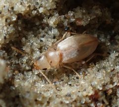 Amblyderus pallens by no rights reserved, uploaded by Ellyne Geurts. Used under a CC0 license.